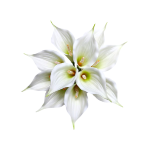 buquê de copo de leite branco flores super realista